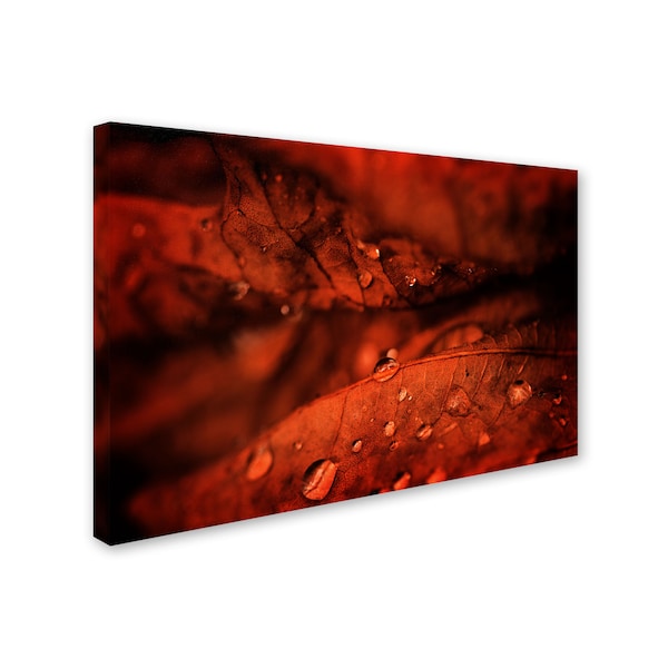 Philippe Sainte-Laudy 'Rainy Day' Canvas Art,30x47